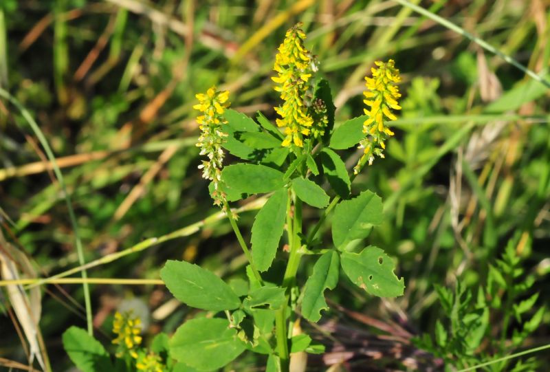 Piantina da determinare 1 - Melilotus sp